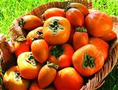 柿子有很好的预防甲状腺的功效