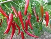 红色尖椒的功效与作用_红色尖椒的营养价值_红色尖椒的适用人群