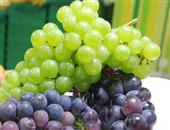 研究称多吃葡萄或可降低患心脏病及糖尿病风险