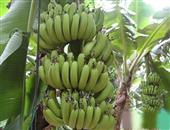 香蕉减肥的食谱 一日瘦身减肥不会痛苦水果