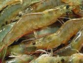 吃虾和维C 能否砷中毒？