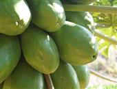 木瓜消食化滞春季佳品
