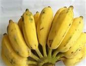 香蕉减肥法不可取饮食