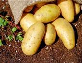 尿道结石可以吃土豆吗 尿道结石的饮食