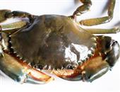 螃蟹能治病 合骨散活血行瘀壮筋骨药用食物