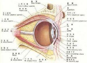 周期性动眼神经麻痹