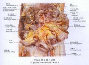 肠系膜动脉瘤