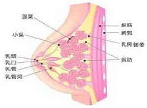 乳腺癌肉瘤