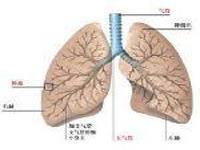 肺纤维化