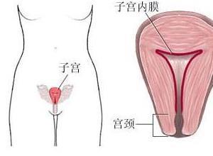 子宫内膜厚