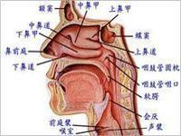 喉血管瘤