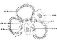 系膜增生性肾小球肾炎