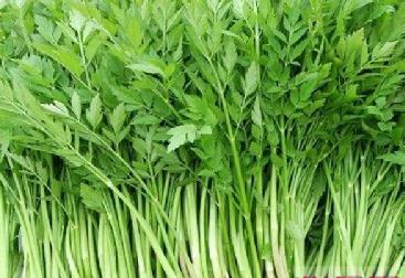 盘点：各种野菜给予身体不同的优势