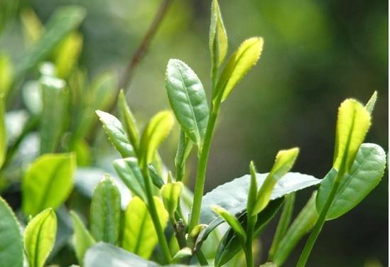 喝茶有研究 盘点六种茶叶的养生功效