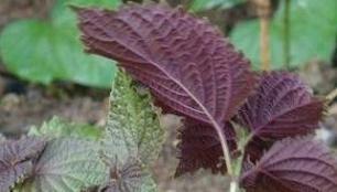 紫苏罕见的这几种治病功效