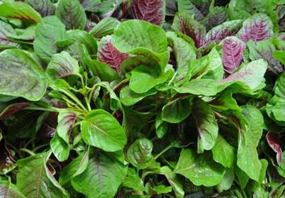 8种防癌野菜医生抢着吃