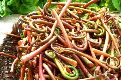 哪些野菜能吃 各种野菜的功效