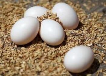 鸽子蛋补肾益精气 预防麻疹效果好