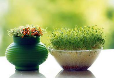 饮食保护眼睛 护眼的几大营养要素