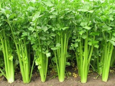 6种天然洁齿食物 牙齿美白就吃它