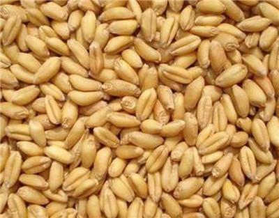 生活中应该要多吃这八种五谷杂粮