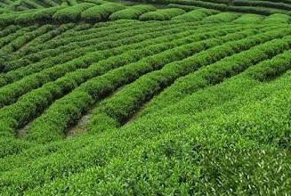 吃茶+喝茶 每天6克茶叶消除色斑