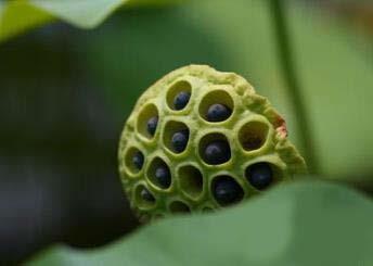 健康养生蔬菜汤 莲藕养胃萝卜顺气