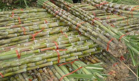 乱吃甘蔗可能也会要了你的命