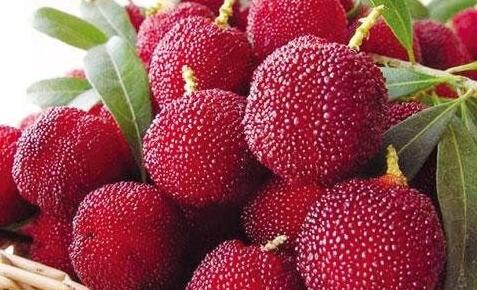 杨梅橘皮水煎服和胃止呕促进食欲