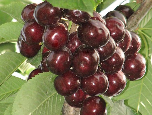 这几类人应多吃点樱桃