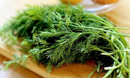 夏季开胃小茴香怎么少得了