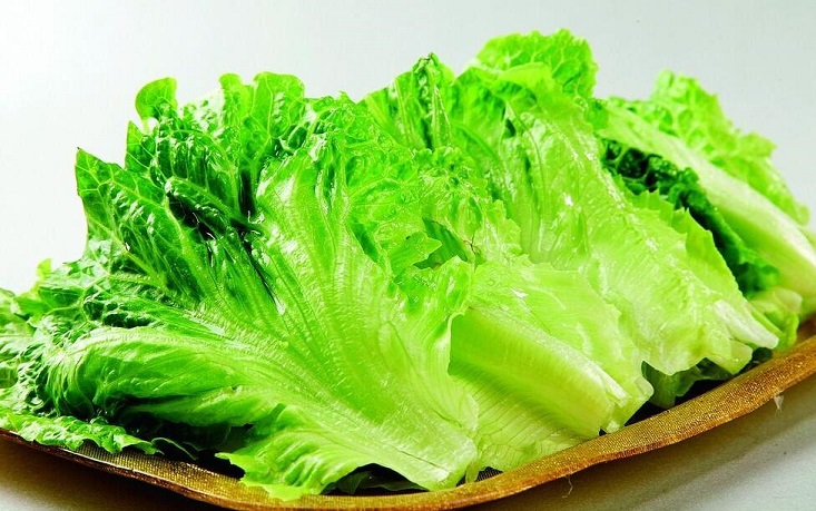 生菜的另类瘦身法