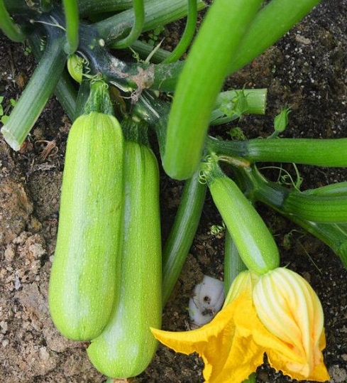 西葫芦：女性护肤必吃蔬菜