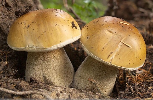 鲜美蘑菇如何烹饪任你挑