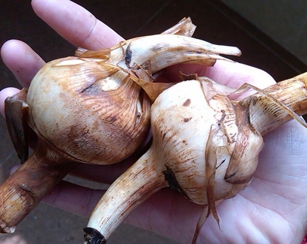 注意！吃慈菇小心铅中毒