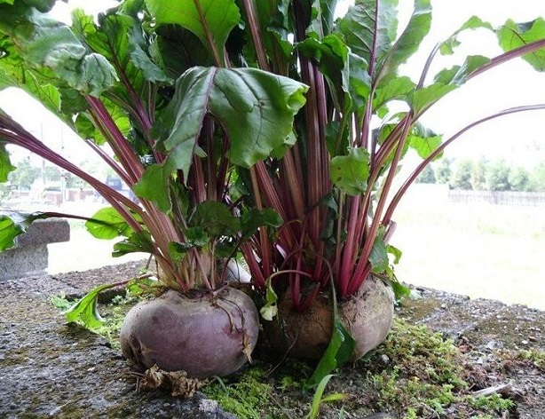 美容养颜 不可不吃红菜头