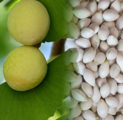 美白养颜之白果奶饮