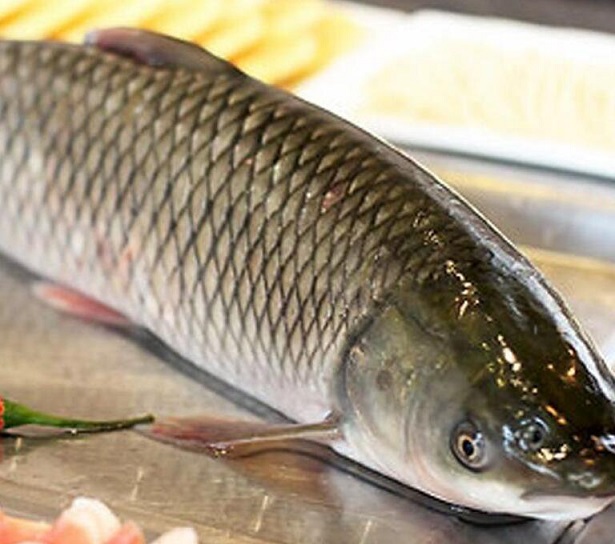 草鱼的功效与作用_草鱼的营养价值_草鱼的食用方法-大