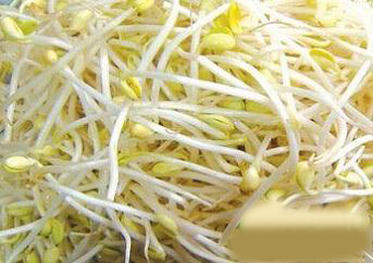 老人适量吃豆芽 年龄破百不是梦