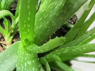 两款预防空调病的芦荟食疗方