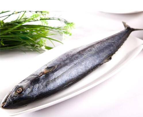 饮食需知：鱼身蓝色的鲅鱼最鲜
