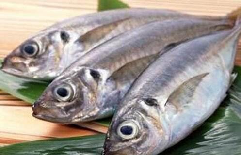 孕妇不宜食用金枪鱼