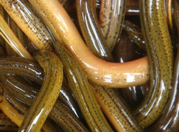 上海人坐月子喝黄鳝汤