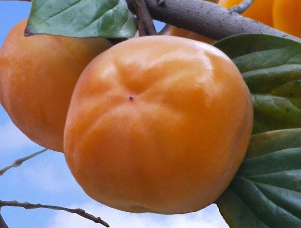 柿子营养虽不错 几类人群不可食