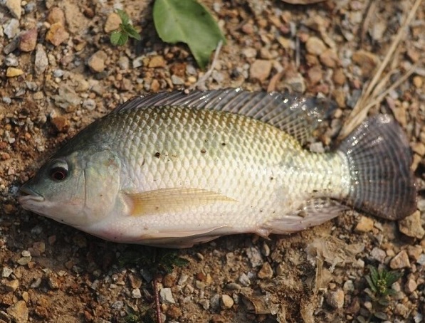 罗非鱼是什么鱼