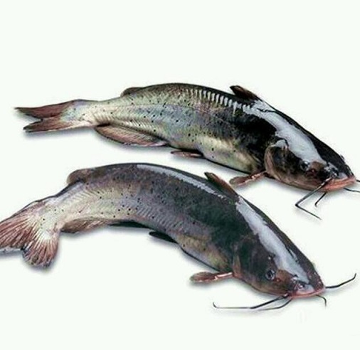 7%,被誉为淡水食用鱼中的上品,在中国被称之为长江三鲜之一.