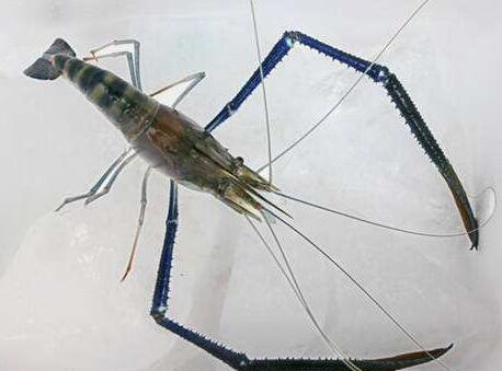 冰冻虾最好别“白灼”　饮食之道