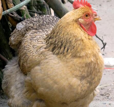 公鸡母鸡食疗功效各不同