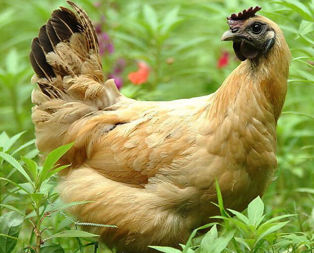 公鸡补气母鸡养血