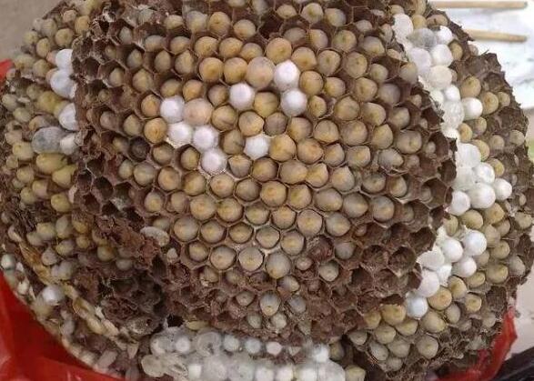 养生极品蜂蛹 食用方法推荐
